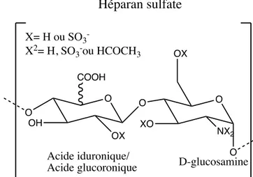 Figure 1. Structure chimique de la molécule d’héparan sulfate. 