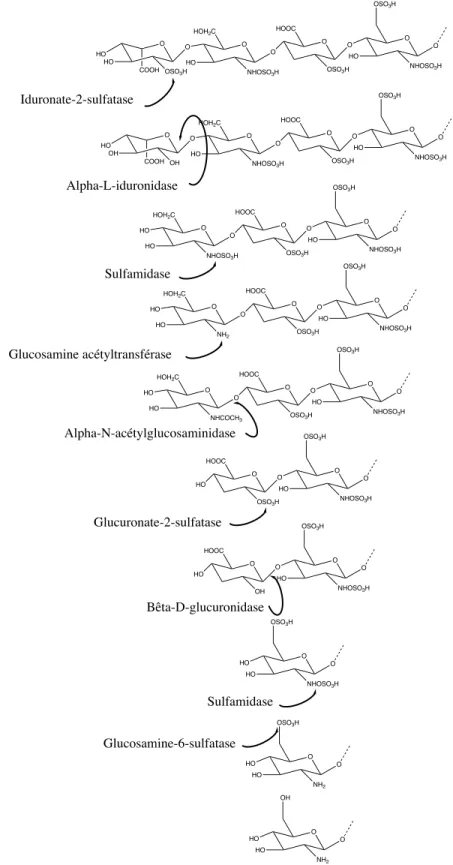Figure 2. Catabolisme de l’héparan sulfate. 