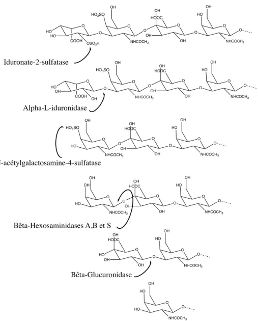 Figure 4. Catabolisme du dermatan sulfate.  