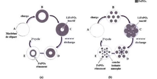 Figure 1.15 Illustration des deux mécanismes ou modèles d'insertion du lithium dans  une particule de LiFeP04 (a) modèle radial (b) modèle mosaïque 14 6 1 