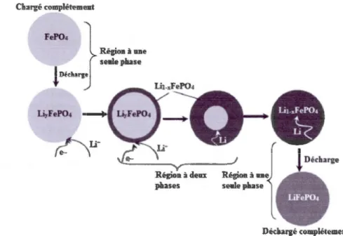 Figure 1.16 Modèle d'insertion du  lithium proposé par Srinivasan et Newman  1 451 