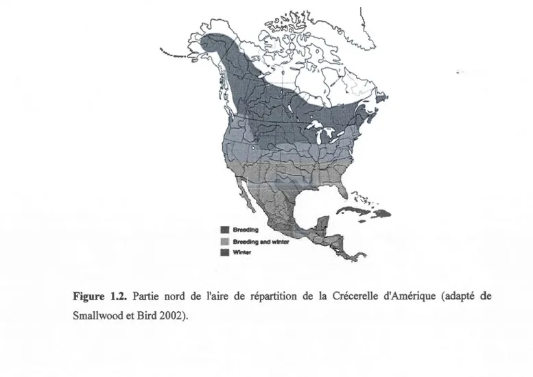 Figure  1.2.  Partie  nord  de  l'aire  de  répartition  de  la  Crécerelle  d'Amérique  (adapté  de  Smallwood et Bird 2002)