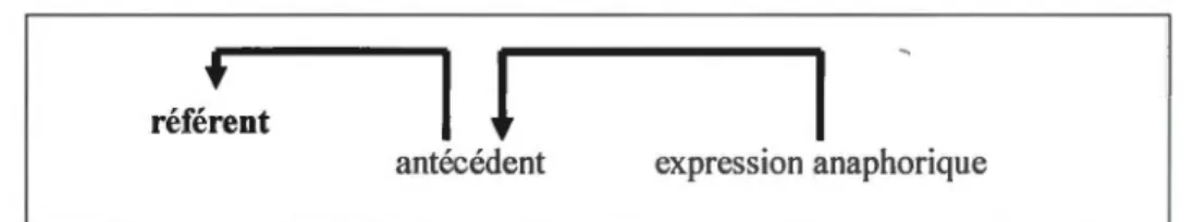 Figure 3.2  Le fonctionnement  de  l'anaphore selon la perspective textuelle. 