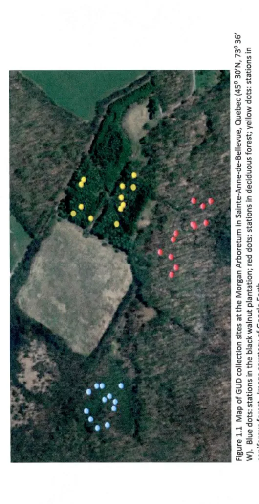 Figure 1.1 Map of GUD collection sites at the Morgan Arboretum in Sainte-Anne-de-Bellevue, Quebec (45° 30'N, 73° 36'  W)