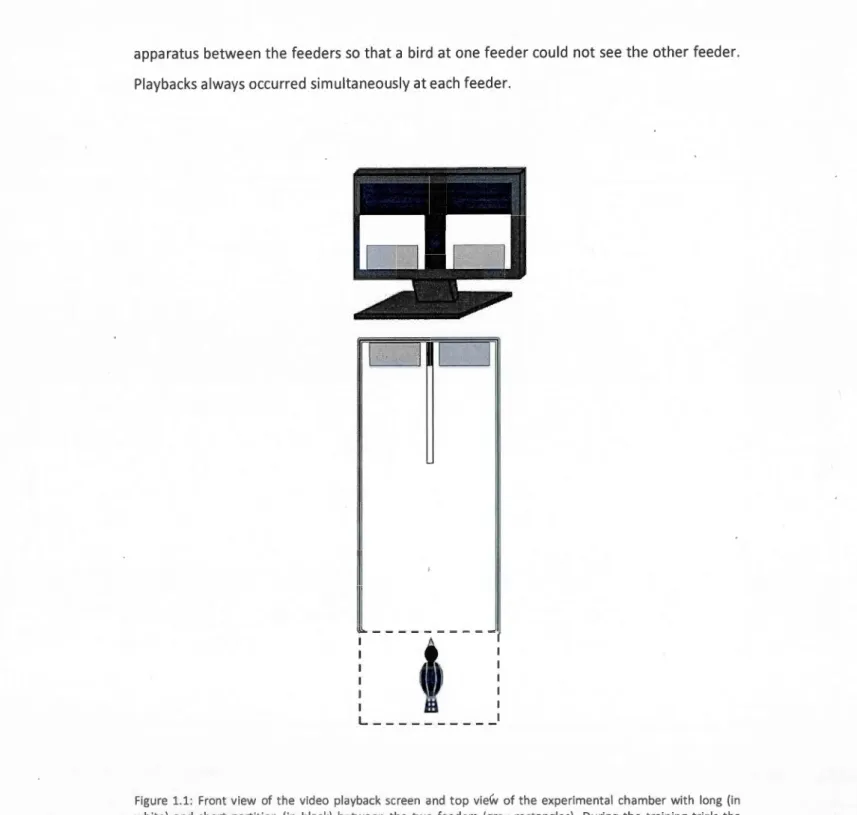 Figure  1.1:  Front  view  of the  video  playback  screen  and  top  view  of the  experimental chamber  with  long  (in  white)  and  short  partition  (in  black)  between  the  two  feeders  (gray  rectangles) 