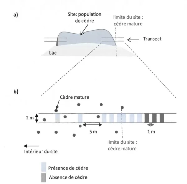 Figure  3:  a)  Localisation  des  transects  en  bordure  de  site.  b)  Disposition  des quadrats sur le  transect