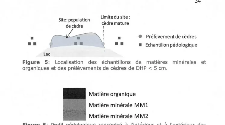 Figure  5:  Localisation  des  échantillons  de  matières  minérales  et  organiques  et des  prélèvements de  cèdres  de  DHP  &lt;  5 cm