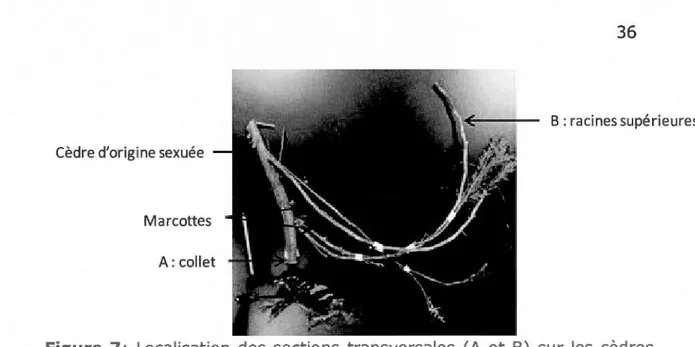 Figure  7:  Localisation  des  sections  transversales  (A  et  B)  sur  les  cèdres  issus  de  reproduction  sexuée  (graine)  et asexuée  (marcotte)