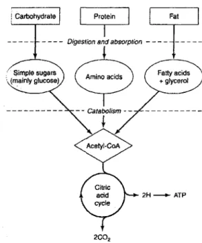 Figure 1: Voies du catabolisme des glucides, des protéines et des gras. 
