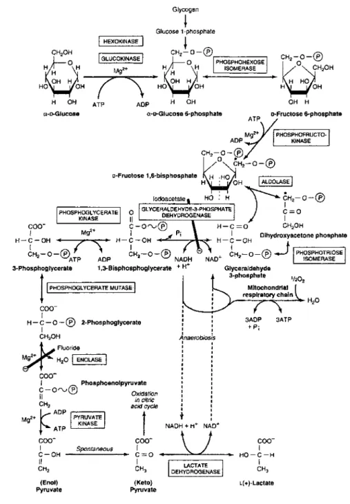 Figure 2:  Voie métabolique de la glycolyse 