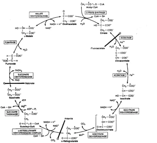 Figure 3: Cycle de Krebs 