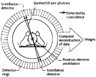 Figure 5: Principes de base de la tomographie d'émission par positrons (TEP)  Image provenant de Brindle, 2008 