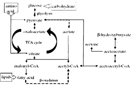 Fig.  1.  Schematic metabolic  pathway of ketone  bodies and  acetate. 