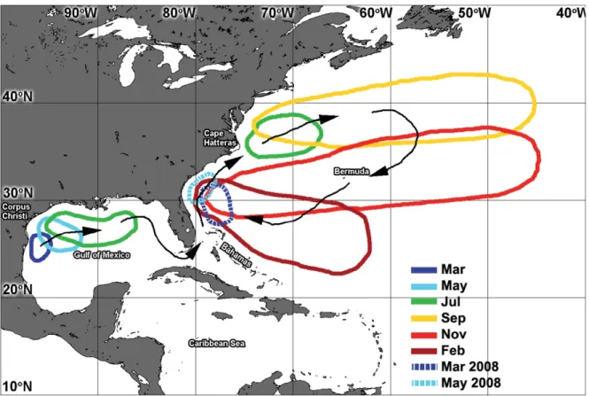 Figure 2.2 : Schéma  simplifié du déplacement normal des sargasses.  Source : Gower &amp; King (2011).