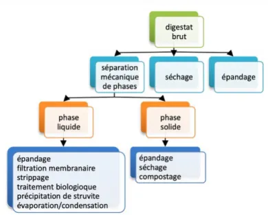 Figure 3.2 : Possibilités de traitement du digestat pour sa valorisation Source : ADEME (2015)