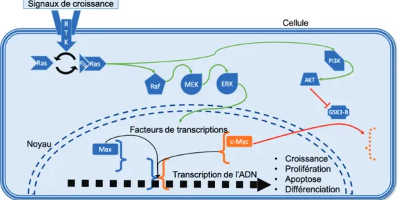 Figure 3. Schéma simplifié de la signalisation de la voie des MAPK. 