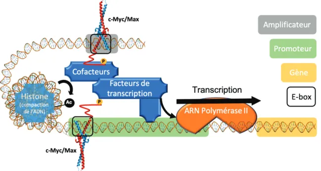 Figure 5. Mode d’action physiologique du facteur de transcription c-Myc  