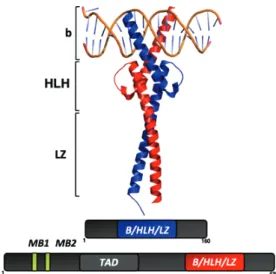 Figure 6. Structure moléculaire des B-HLH-LZ de c-Myc et Max lié à l’ADN 