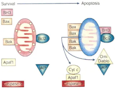 Figure 3 : Mécanisme mitochondriale d'apoptose (Cory et Adams, 2002)  Cyt c : cytochrome c; IAPs : inhibitors of apoptotics proteins