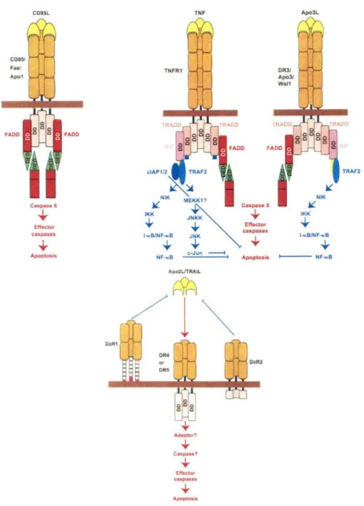 Figure 4 : Signalisation de l'apoptose par les  récepteurs de mort cellulaire (Adaptée de: 