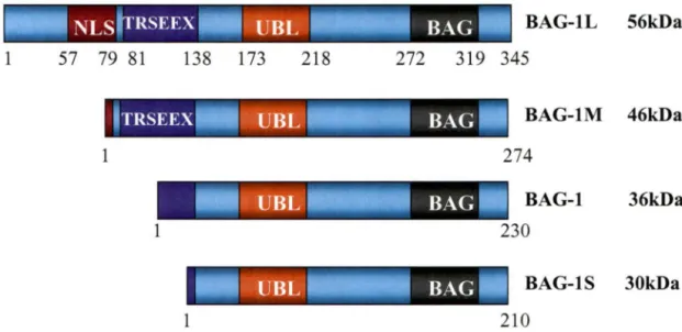 Figure  6:  Représentation  structurelle  des  isoformes  de  la  protéine  humaine  BAG-1  (Adapté de Chen et al., 2002)