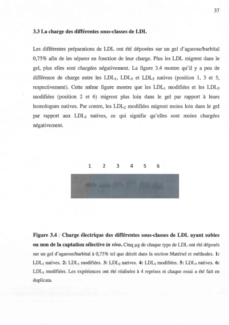 Figure 3.4  :  Charge électrique des  différentes  sous-classes  de  LDL ayant subies  ou non de la captation sélective  in vivo