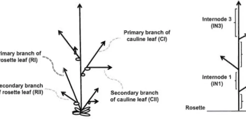FIGURE 2 .2  lnternode 1 (IN1)  Apex  lnternode 0 Rosette _ _ _ _  ..._ _ _  !_1N_0_l_ 