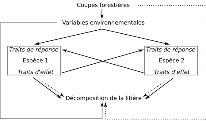 Figure 1.1 – Relations analysées dans ce projet de doctorat. Les coupes forestières affectent certaines variables environnementales qui affectent les traits des espèces et la décomposition de la litière