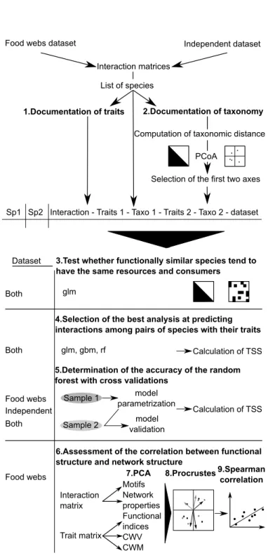Figure 2.1 – Schematic representation of the analyses performed. Each step is numbered chronolo- chronolo-gically and referred in the text