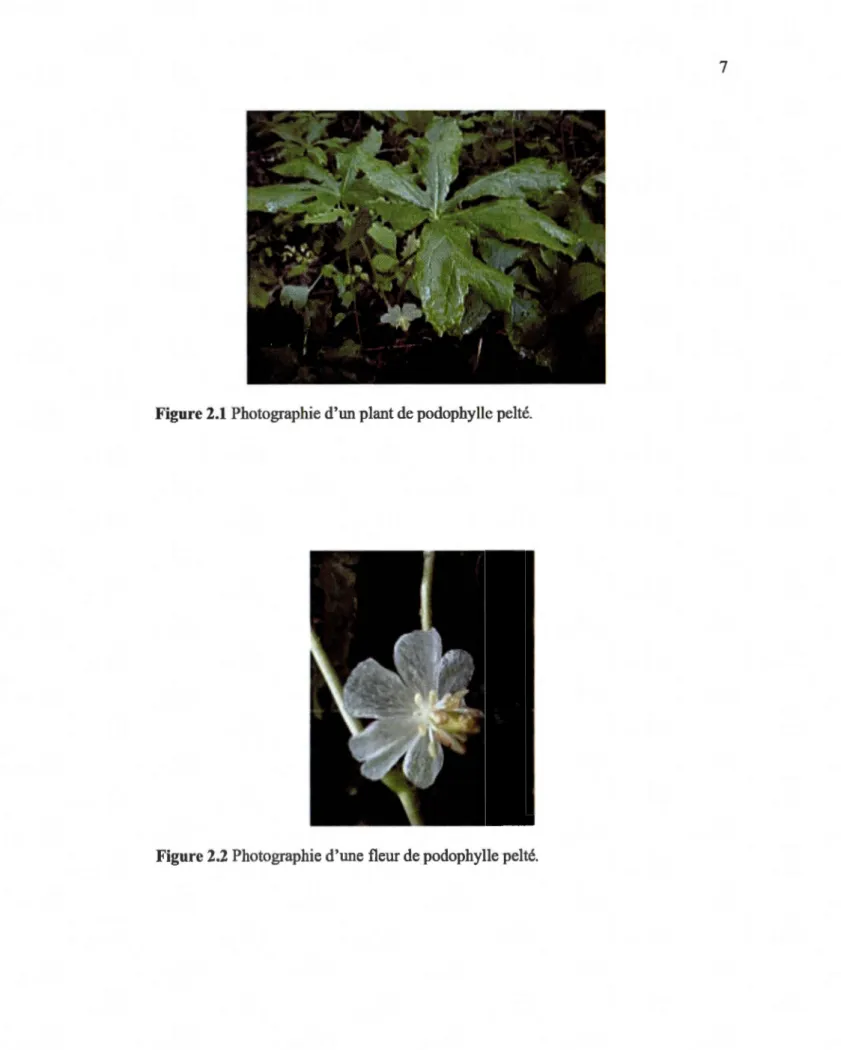 Figure 2.1  Photographie d'un plant de podophylle pelté. 