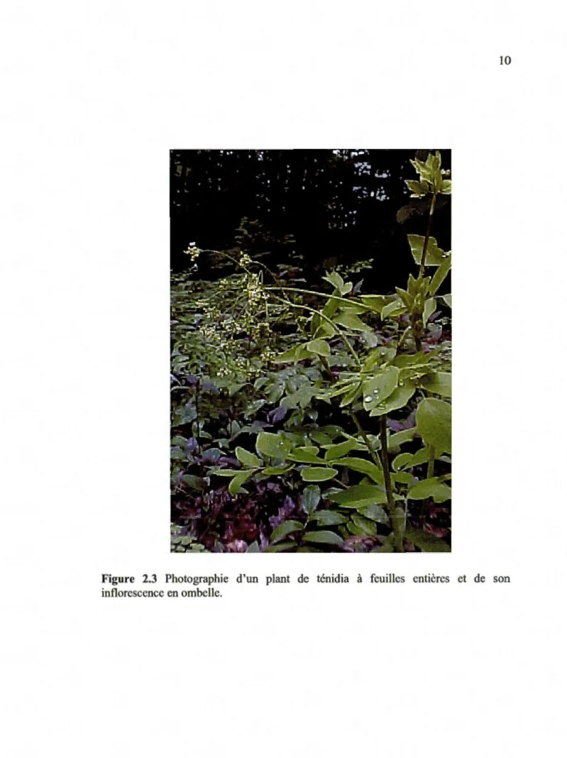Figure  2.3  Photographie  d'un  plant  de  ténidia  à  feuilles  entières  et  de  son  inflorescence en ombelle