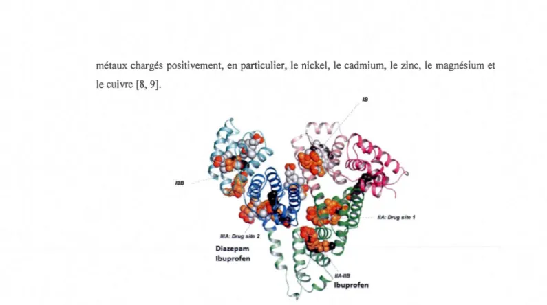 Figure  1.4 :  Sites  de  liaiso ns  des  molécul es  endogènes  sur  la  HSA  par  cri stall ographie