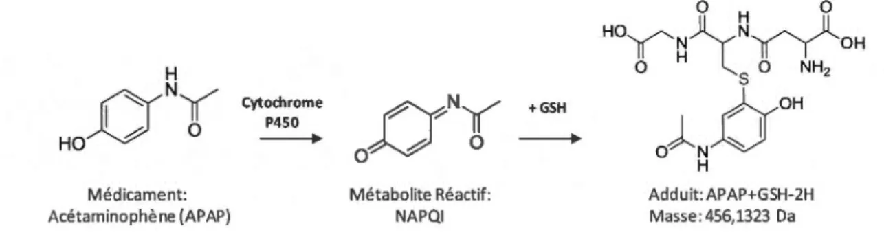 Figure  1.9: Fonnation du métabolite réactifNAPQI. 