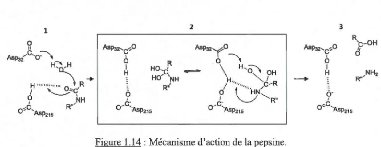 Figure  1.14  : Mécanisme d'action de  la pepsine. 