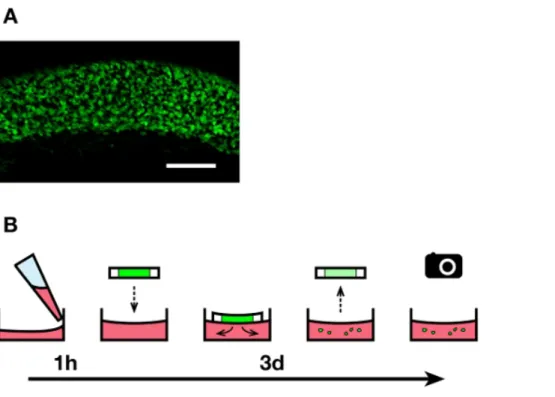 Figure 1. Overview of the explant culture technique. A) Uniform population of fluorescent enteric NCC within the caudal small intestine region used to make 200 micron-thick explants