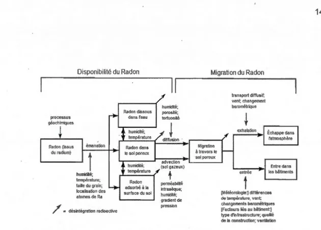 Figure 1.5  Représentation schématique des principales étapes de la génération à la  migration du radon (traduit de Nazaroff,  1992) 