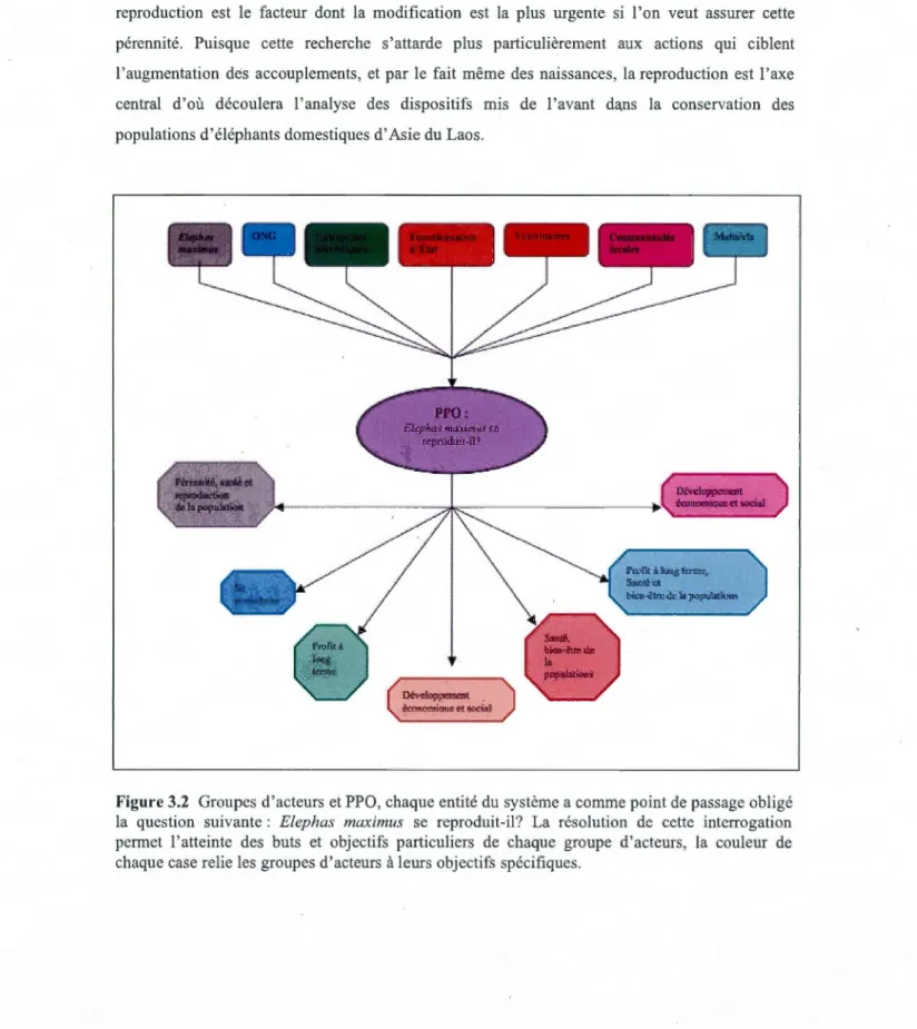 Figure 3.2  Groupes d'acteurs et PPO, chaque entité du système a comme point de  passage obligé  la  question  suivante :  Elephas  maximus  se  reproduit-il?  La  résolution  de  cette  intenogation  permet  l'atteinte  des  buts  et  objectifs  particuli