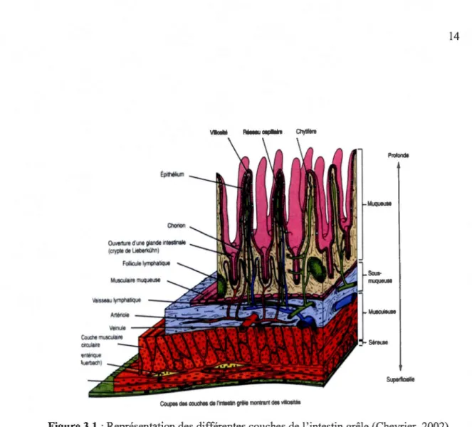 Figure 3.1  :Représentation des différentes couches de 1  'intestin grêle (Chevrier, 2002) 