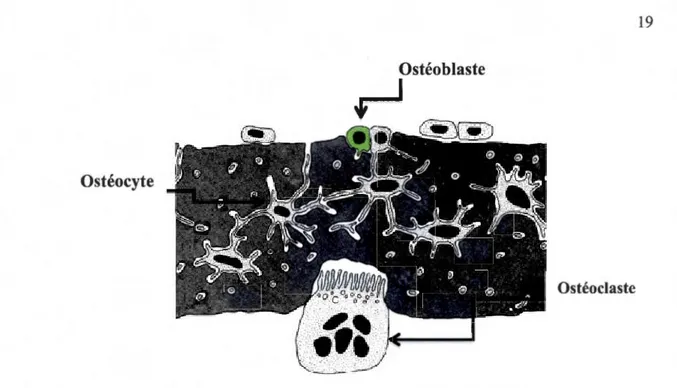 Figure 4.1  : Représentation des cellules  osseuses (A ndré et al. , 2008) . 