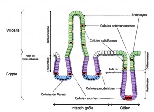 Figure 6.1  : Structure de  l'épithélium intestinal (Figure adaptée de  Sancho  et al.,  2004)