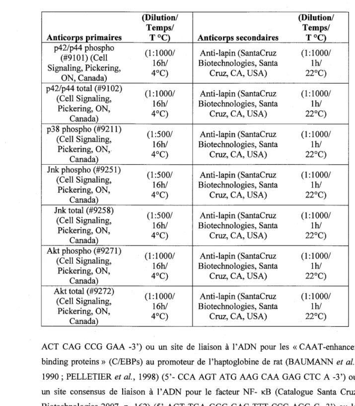 Tableau  1  :  Details  d'utilisation  des  anticorps; pour  les  immunobuvardages  de  type  Western  Anticorps  primaires  (Dilution/ Temps/ T°C)  Anticorps  secondaires  (Dilution/ Temps/ T°C)  p42/p44 phospho  (#9101) (Cell  Signaling, Pickering,  ON, 