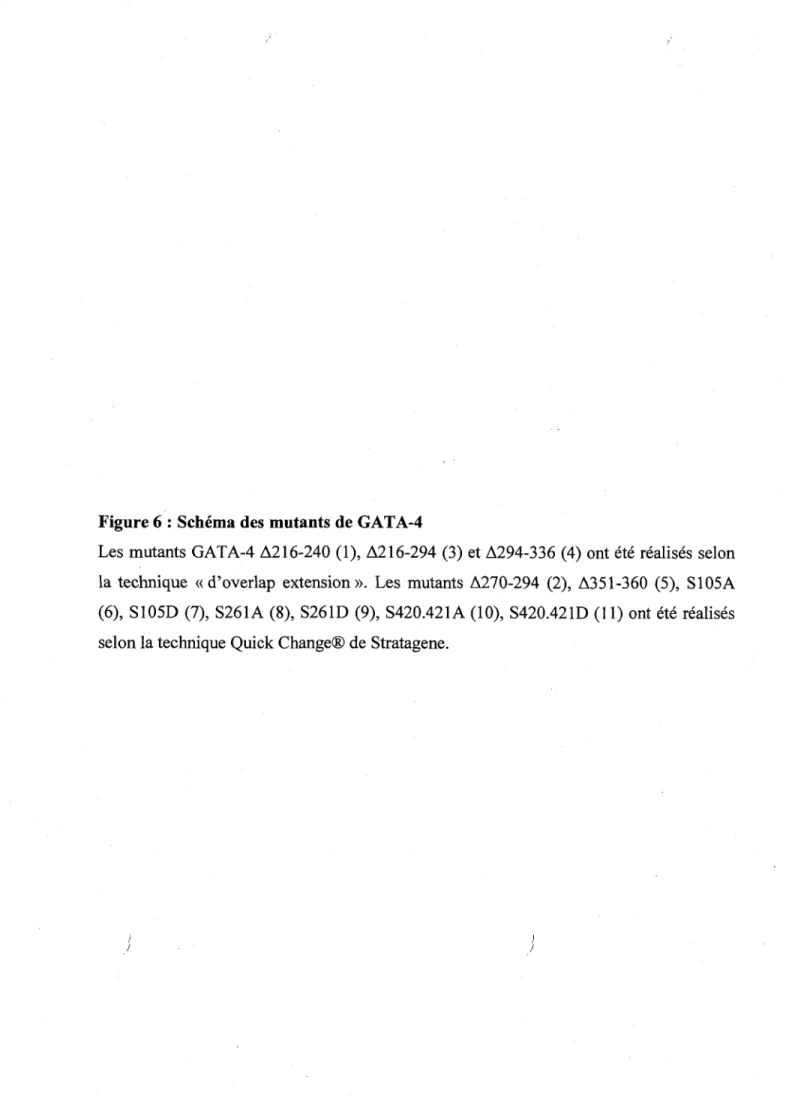 Figure 6 : Schema des mutants de GATA-4 