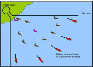 Figure 2.2 Structure de base d’un corral (tirée de : Whitworth et autres, 2009, p.36 ) 