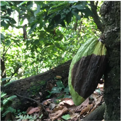 Figure 3-7 Cabosse de cacao atteinte de moniliose (tache brune) 