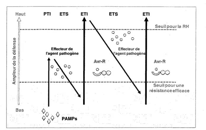 Figure 3: Modele Zigzag representant le developpement de la resistance ou la  sensibilite dependante de [PTI - ETS + ETI]