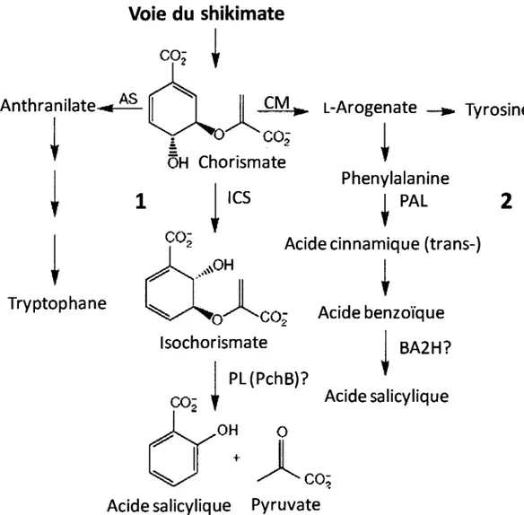 Figure 4: Les Voies de biosynthese de l'acide salicylique dans la plante. (1) par  l'isochorismate synthase (ICS)