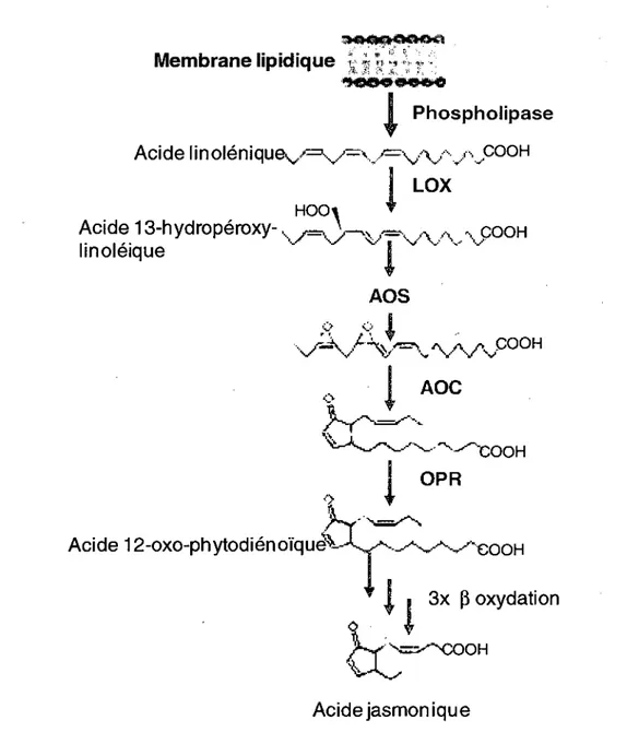 Figure 5: Schema simplifie de la voie de biosynthese de l'acide jasmonique dans la  plante par l'intermediaire d'acide 12-oxophytodienoique