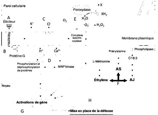 Figure 6: Modele simplifie de la transduction de signal et de la mise en place de la  defense lors des interactions plante-agent pathogene