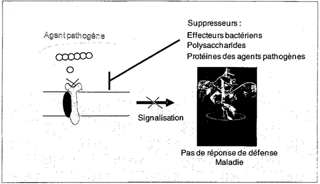 Figure 10: La mise en place de la maladie due a la suppression de 1'immunite des  plantes 