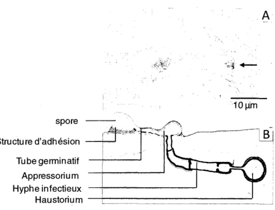 Figure 12: Infection de la feuille via les stomates, A) Penetration d'un stomate par le  tube infectieux de 1'appressorium d'une spore de Botrytis cinerea (El Oirdi et Bouarab,  2007) B) Presentation schematique des differentes composantes d'infection par 